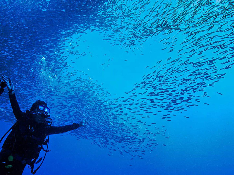 diving with sardines blue abyss dive resort