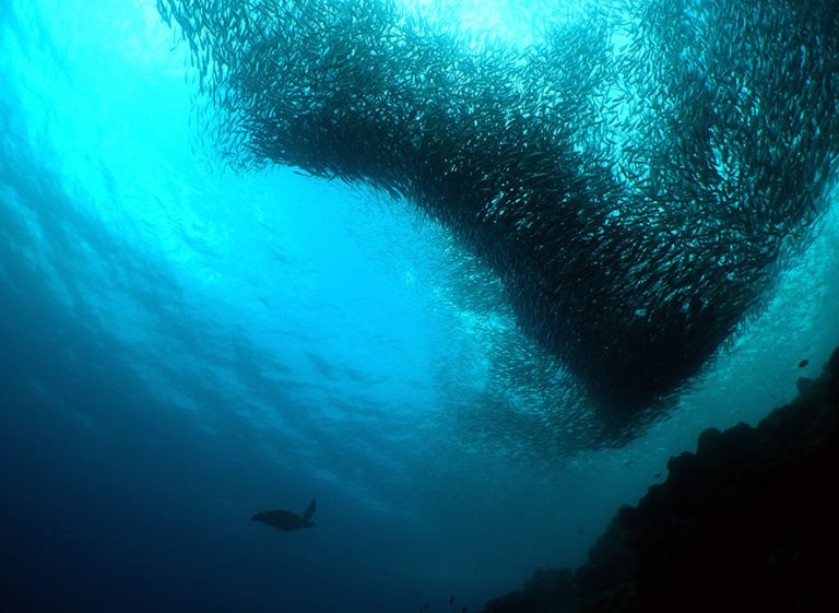 moalboal sardines with blue abyss dive shop